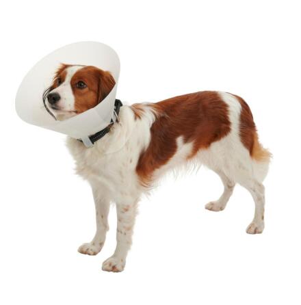 BUSTER Classic Hundkrage, 25 cm, 50 st