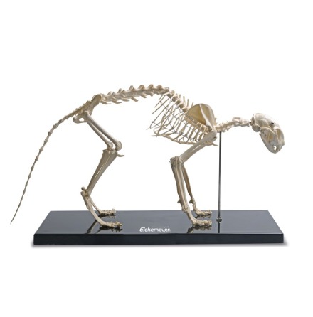 Skelett Katt detalj kopia plast 60x30cm